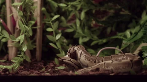 White Rodent Bitten And Coiled By A Ball Python Inside Its Cage With Video stock 159207483