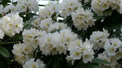 White Rododendron Shrub Stock-Footage 23724864