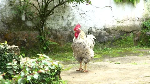 White Rooster By Algae Infested Wall In Nirvana Natural Reserve Stock Footage 300724956
