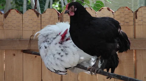 White rooster and black hen pecking their feathers, organic chicken farm Stock Footage 39497500