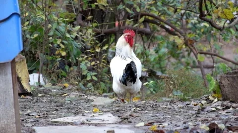 White rooster and ginger chickens are looking for food on the ground Stock Footage 98295853