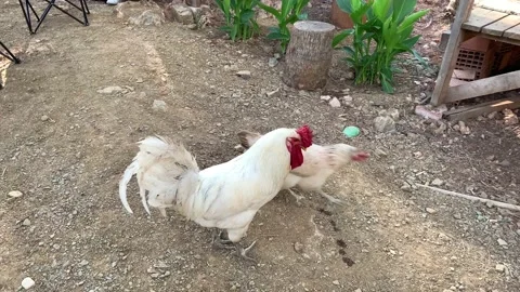 White rooster and a hen are walking around at the farm's backyard and looking Stock Footage 139507606