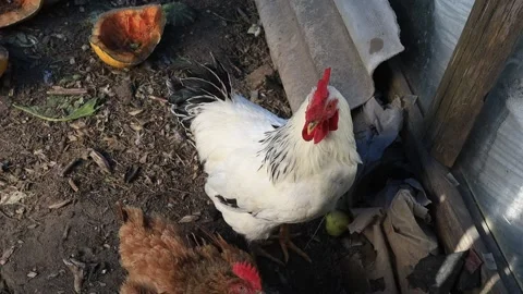 White rooster and hen in the corral Stock Footage 166751938