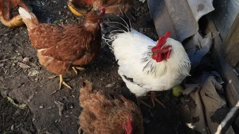 White rooster and hen in the corral Stock Footage 166751957