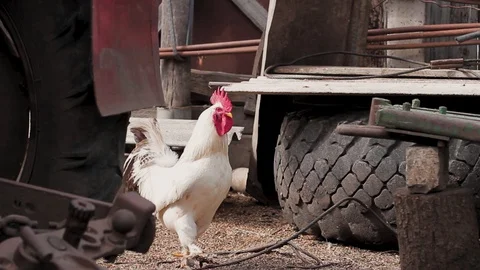 White rooster and red chicken walk around farm among spare parts from tractor Stock Footage 128587721
