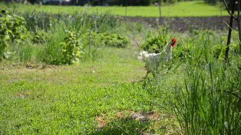 A white rooster with a bright red comb walks through tall green grass Vídeo Stock 343345355