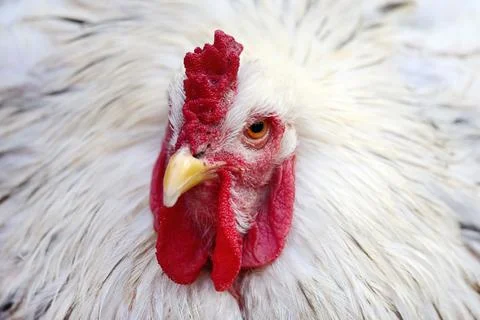 White Rooster with bright red comb and wattle Stock-Fotos