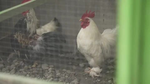 A white rooster is in a cage Stock Footage 263697935