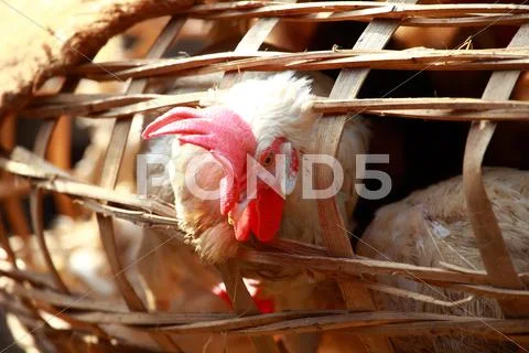 White rooster in cage in india local market Stock Photos