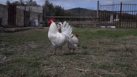 The white rooster with the chickens in the farmyard Stock Footage 104955148