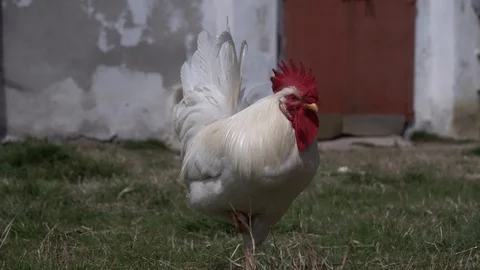 The white rooster with the chickens in the farmyard. Stock Footage 104956490