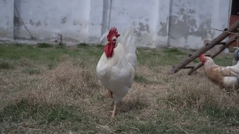 The white rooster with the chickens in the farmyard. Stock Footage 104957797