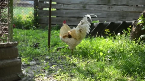 A white rooster with cream and brown feather markings Vídeo Stock 343344598