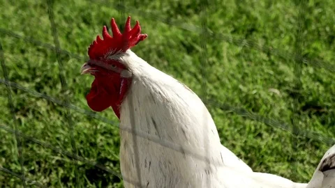 White rooster crow on meadow in bird farm. Chicken farming. Poultry farming Video stock 79925994