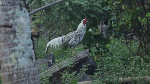 White Rooster Crowing in Forest at Sunrise with Natural Morning Light Stock Footage 340441364