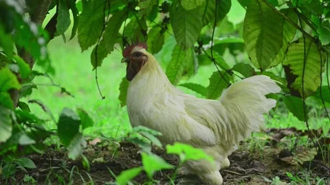 A white rooster is crowing under a coffee plant in the garden. Stock Footage 159598525