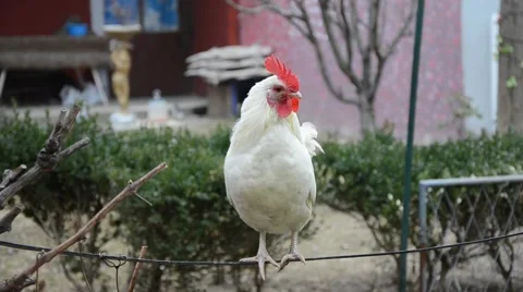 White rooster crowing in the yard Video stock 45710880