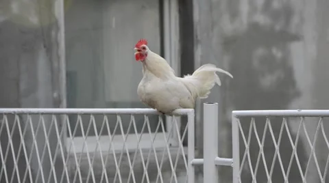White rooster crowing in the yard Video stock 45710969