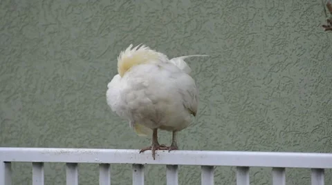 White rooster crowing in the yard 動画素材 45710970