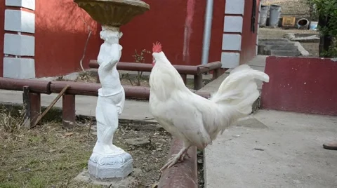 White rooster crowing in the yard Video stock 45711151