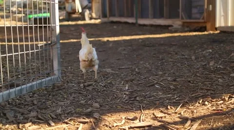 White Rooster Crowing in the Yard Stock-Footage 58586571