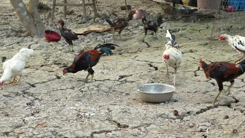 White Rooster Eating Leftover Rice From Bowl Rural Vietnam Видео 330279869