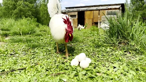 White Rooster Examining Chicken Eggs On Green Grass Stock Footage 310844046