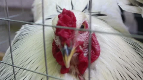 White rooster on a farm  Stock Footage 50786114