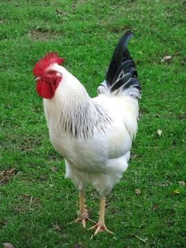 White rooster on the farm Stock Photos