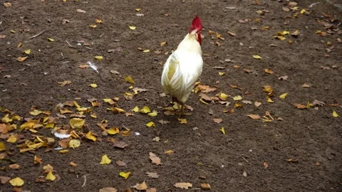 A white Rooster flapping his wings Stock Footage 289467449