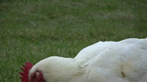 White rooster Stock Footage 607130