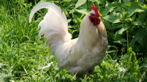 White rooster Stock Footage 861800