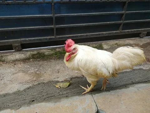 White Rooster by the Gate Stock Photos