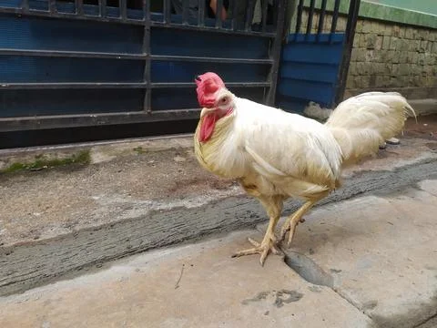 White Rooster by the Gate Stock Photos