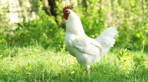 White Rooster on the green grass Stock Footage 40908435