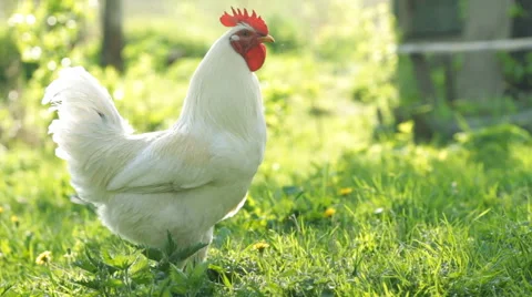 White rooster on the green grass Stock Footage 41059201