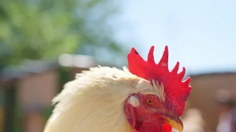 White rooster head close up blinking outdoor in a farm Stock Footage 320923516