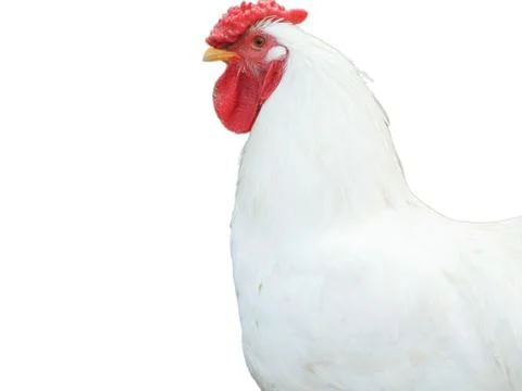White rooster isolated on white background Stock Photos