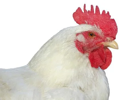 White rooster isolated on white background Stock Photos