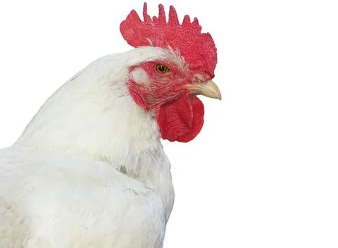 White rooster isolated on white background Stock Photos