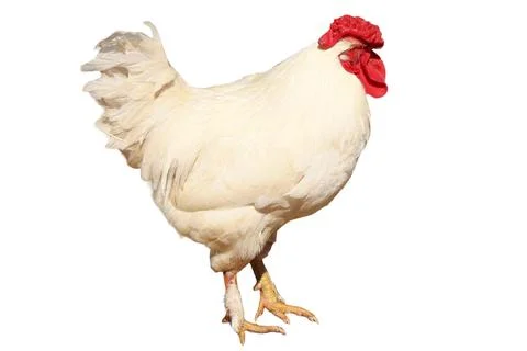 White rooster isolated on white background Stock Photos