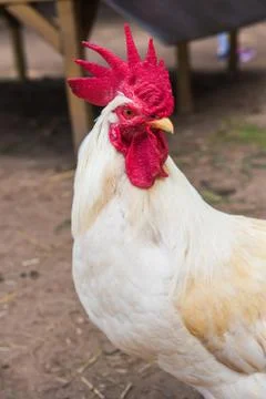White rooster looking at the camera Stock Photos