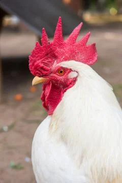 White rooster looking at the camera 库存照片