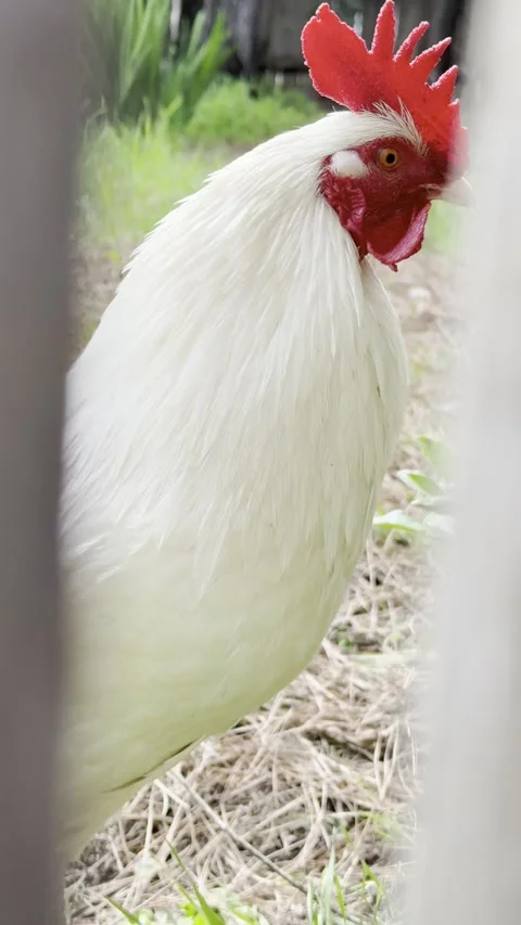 White Rooster Looking Through Fence in Rural Backyard - Vertical 4K Stock Footage 343561573