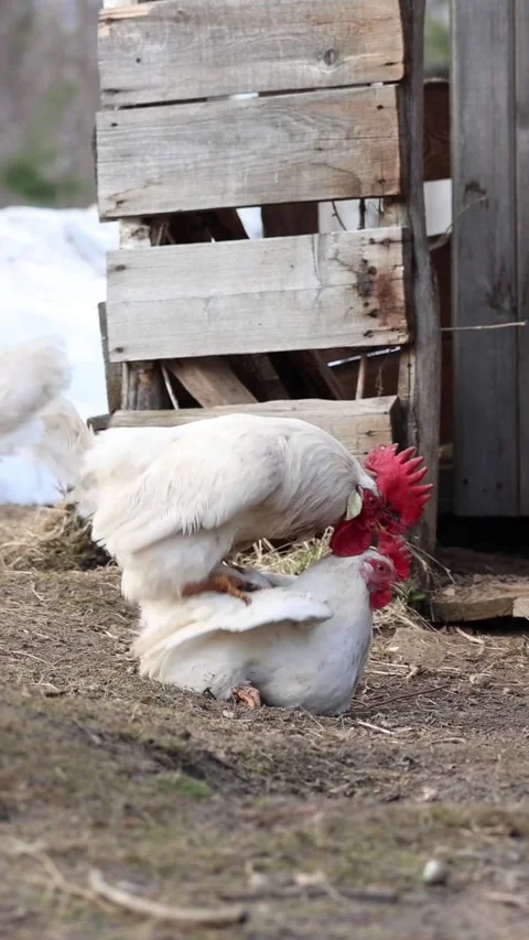 White rooster mating with hen in rustic farmyard vertical shot 스톡 동영상 332161992