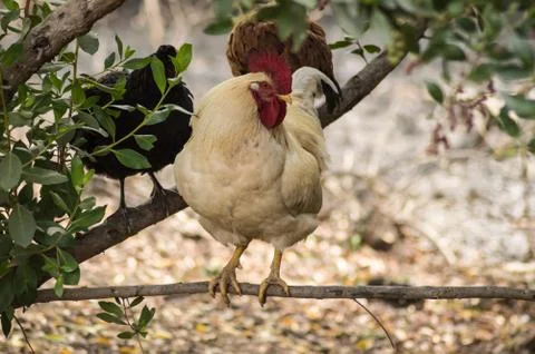 White rooster perched Stock Photos