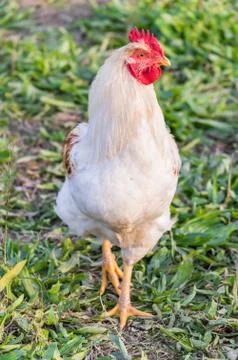 White rooster Stock Photos