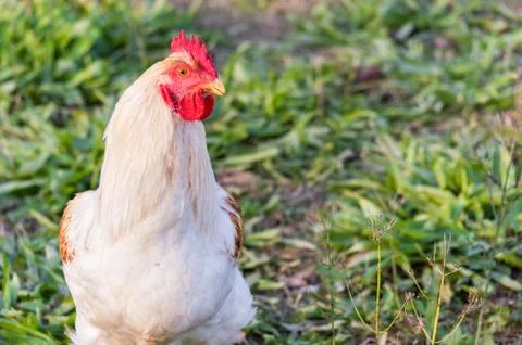 White rooster Stock Photos