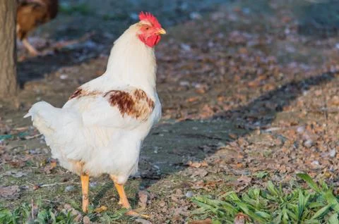 White rooster Stock Photos