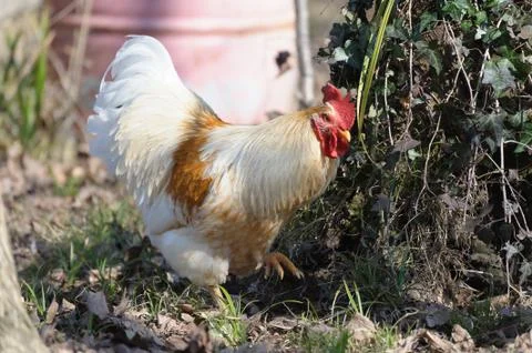 White rooster Stock Photos